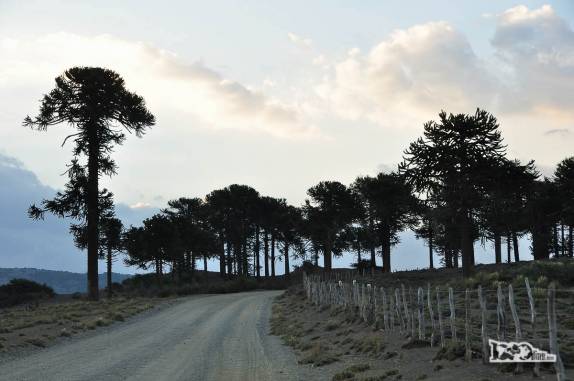 Atravessando a região da Araucania, famosa por seus pinheiros de araucária e também pelos valentes índios mapuche (região de Victoria, no Chile)